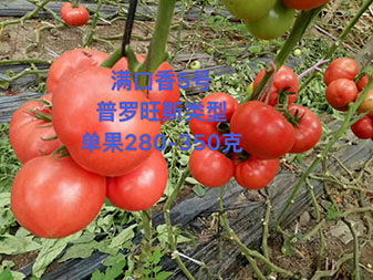 15436331257362837.jpg