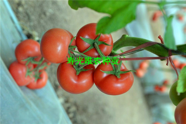 SHU_6954.jpg