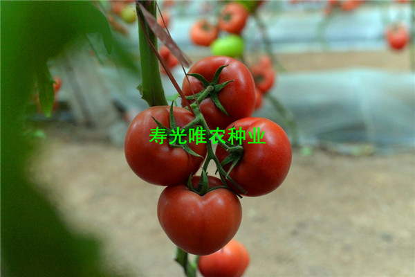 SHU_6956.jpg