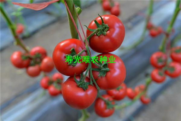 SHU_7040.jpg