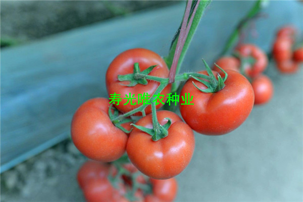 SHU_6952.jpg