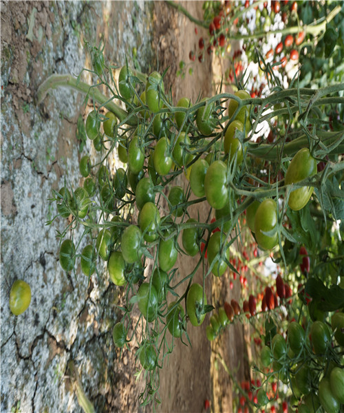 DSC01211_副本.jpg